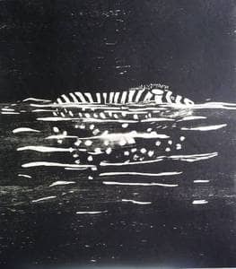 'En zebra svømmer stille', 50x60
